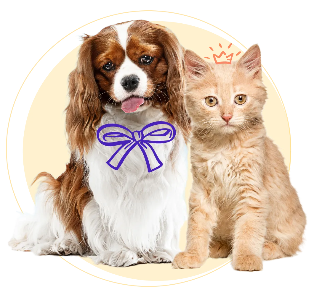 A dog and a cat sitting together