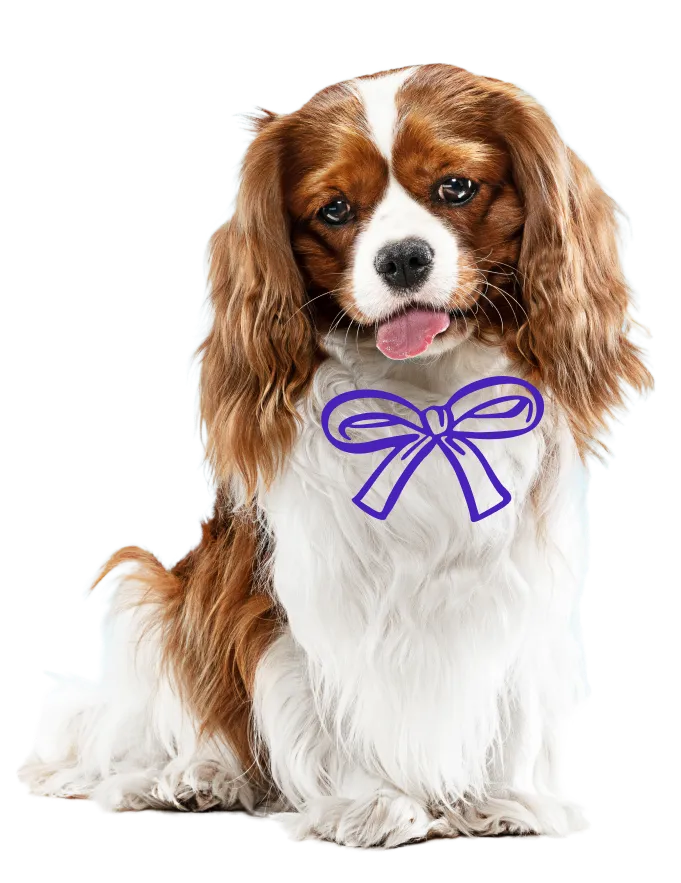 A dog wearing a ribbon