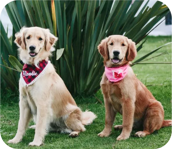 Pet photo 2 from our Instagram feed