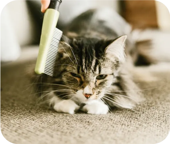 Pet photo 3 from our Instagram feed