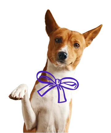 A dog in day care