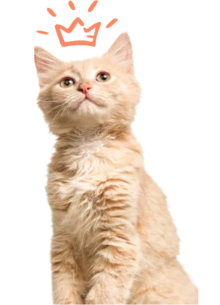 A cat resting in a quiet room